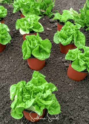 Tom Thumb Butterhead Lettuce – 500 Seeds