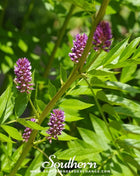 Licorice – 20 Seeds