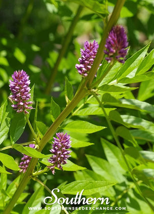 Licorice – 20 Seeds