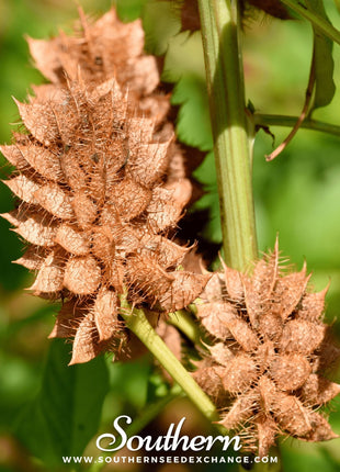 Licorice – 20 Seeds