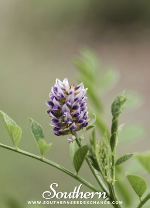 Licorice – 20 Seeds