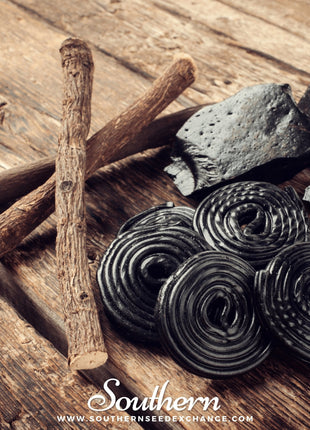 Licorice – 20 Seeds