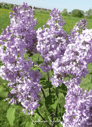 Early Blooming Lilac – 30 Seeds