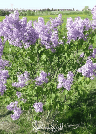 Early Blooming Lilac – 30 Seeds