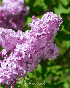 Early Blooming Lilac – 30 Seeds
