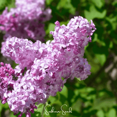 Collection image for: Lilac