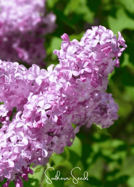 Early Blooming Lilac – 30 Seeds