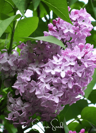 Early Blooming Lilac – 30 Seeds