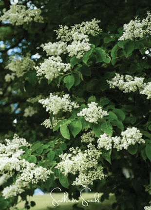 Japanese Tree Lilac – 30 Seeds