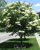 Japanese Tree Lilac – 30 Seeds