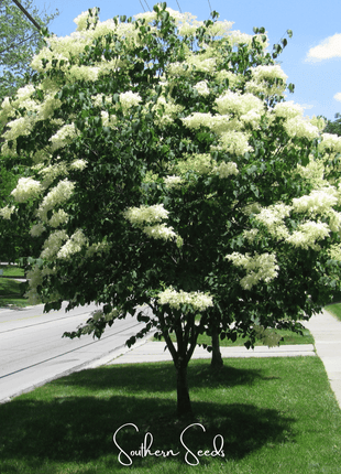Japanese Tree Lilac – 30 Seeds