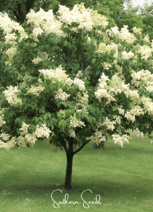Japanese Tree Lilac – 30 Seeds