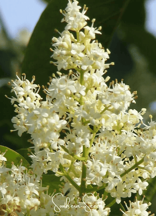 Japanese Tree Lilac – 30 Seeds