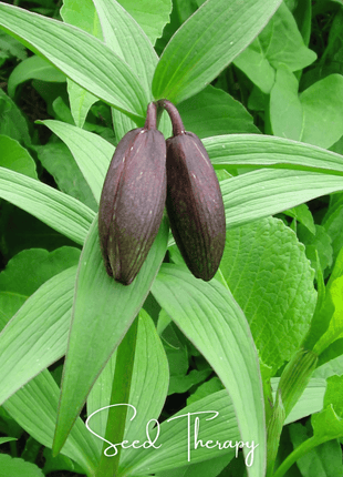 Chocolate Lily – 10 Seeds