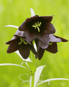 Chocolate Lily – 10 Seeds