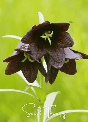 Chocolate Lily – 10 Seeds