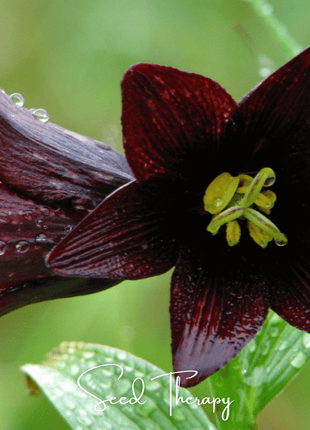 Chocolate Lily – 10 Seeds
