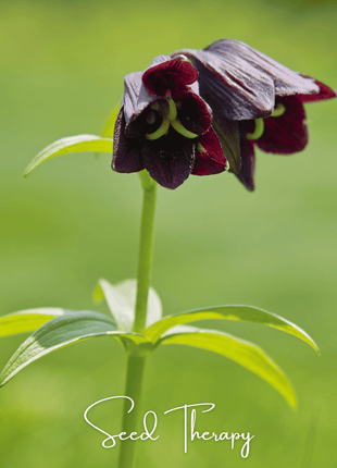 Chocolate Lily – 10 Seeds