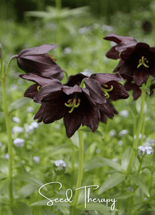Chocolate Lily – 10 Seeds