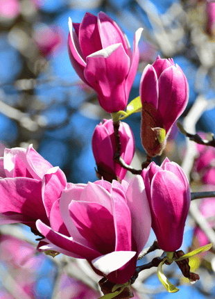Lily Magnolia - 10 Seeds