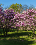 Lily Magnolia - 10 Seeds
