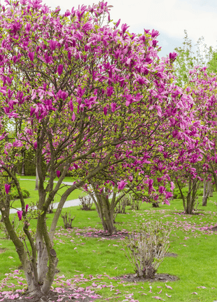 Lily Magnolia - 10 Seeds