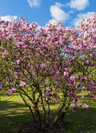 Lily Magnolia - 10 Seeds