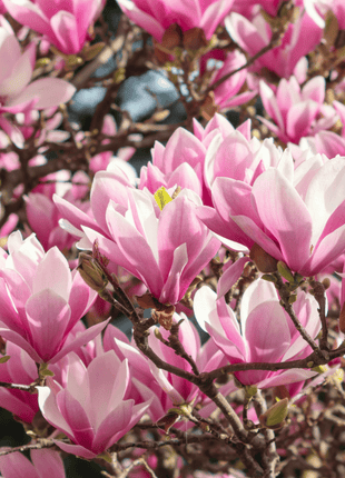 Lily Magnolia - 10 Seeds