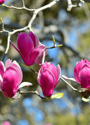 Lily Magnolia - 10 Seeds