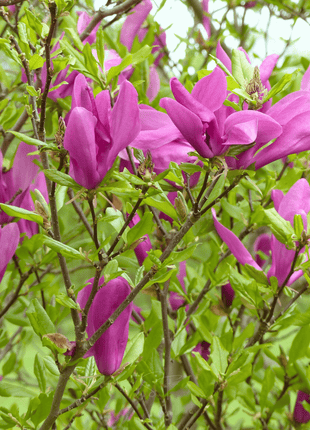 Lily Magnolia - 10 Seeds
