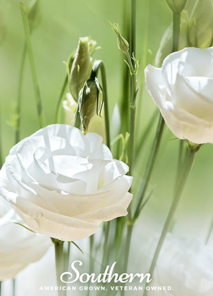 Sapphire White Lisianthus – 25 Seeds