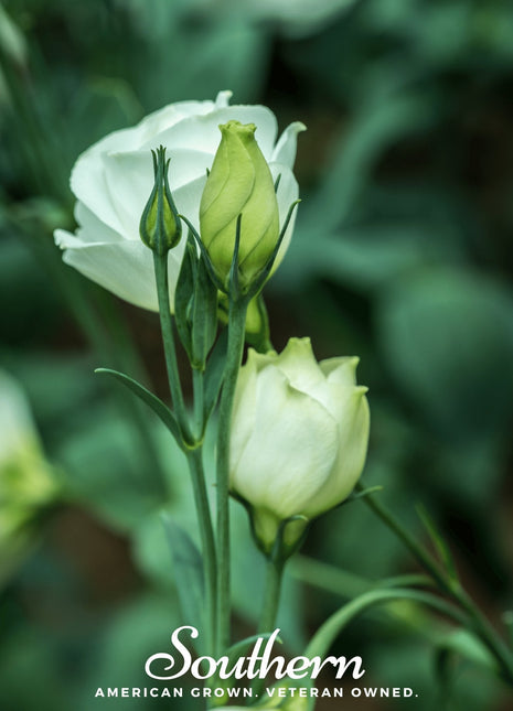 Sapphire White Lisianthus – 25 Seeds