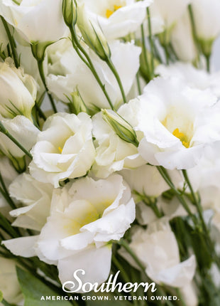 Sapphire White Lisianthus – 25 Seeds