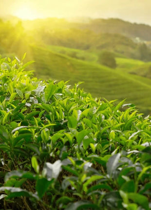 Tea Plant - 5 Seeds