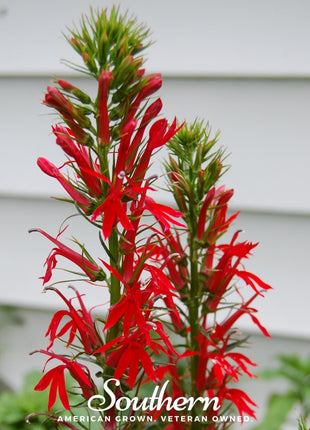 Cardinal Flower Lobelia – 250 Seeds