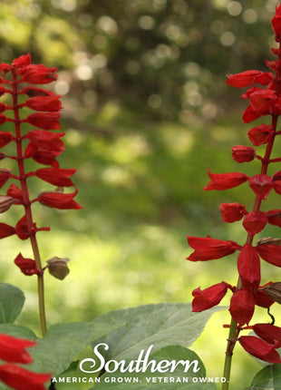 Cardinal Flower Lobelia – 250 Seeds