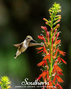 Cardinal Flower Lobelia – 250 Seeds