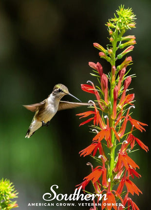 Cardinal Flower Lobelia – 250 Seeds