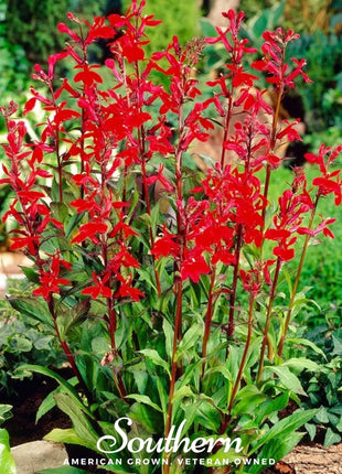 Cardinal Flower Lobelia – 250 Seeds