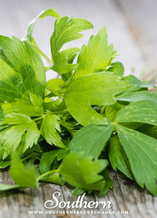 Lovage – 50 Seeds