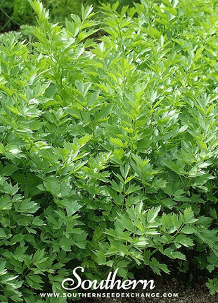 Lovage – 50 Seeds