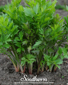 Lovage – 50 Seeds