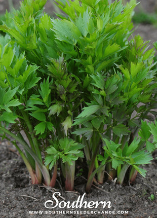 Lovage – 50 Seeds
