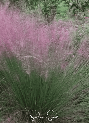 Purple Love Grass – 50 Seeds