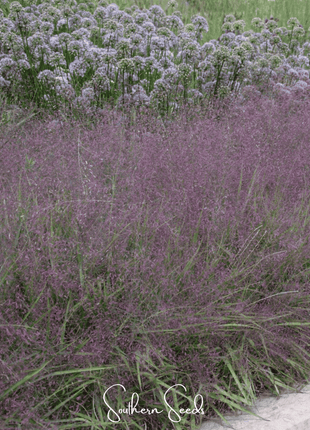 Purple Love Grass – 50 Seeds