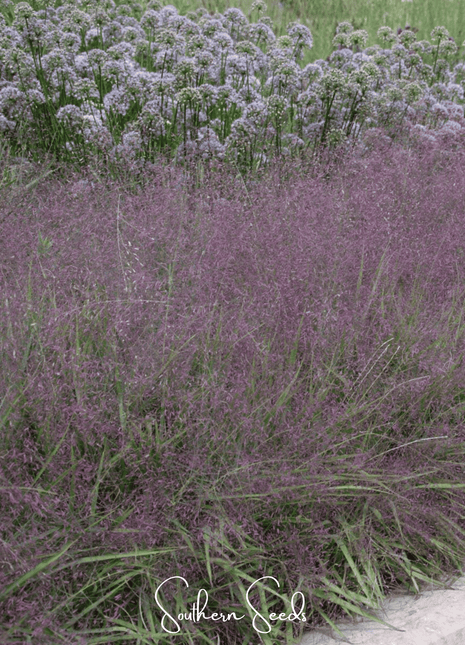 Purple Love Grass – 50 Seeds