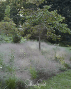 Purple Love Grass – 50 Seeds