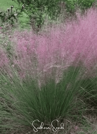 Purple Love Grass – 50 Seeds