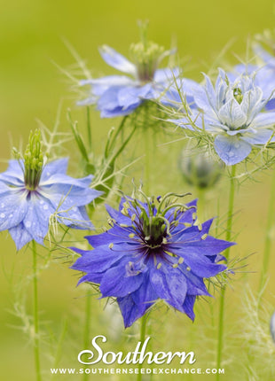 Jewels Mix Love in a Mist – 100 Mixed Seeds