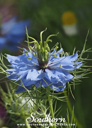 Jewels Mix Love in a Mist – 100 Mixed Seeds